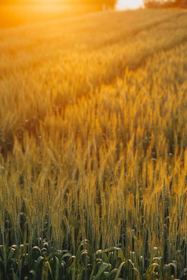 Paddy rice field before harvest with sunrise background. photo