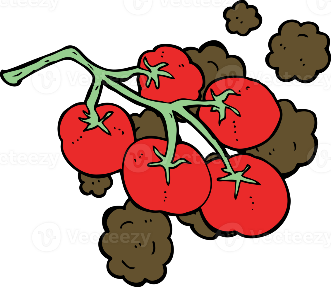 green tomatoes on vine illustration png