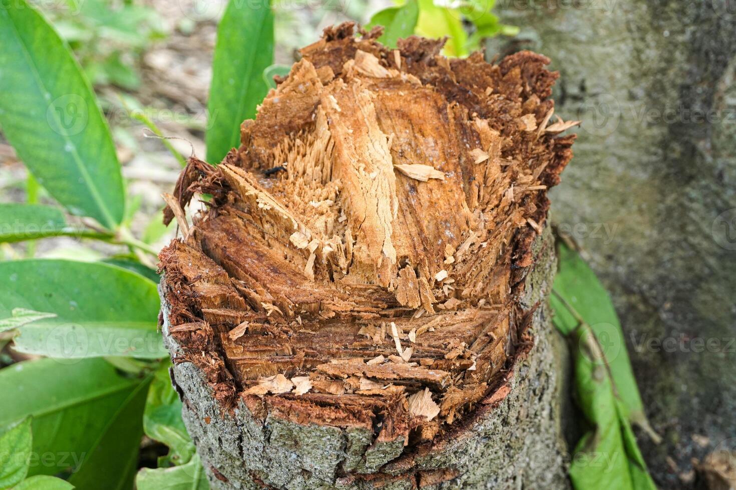A newly felled tree trunk showing the complete structure of the tree trunk photo