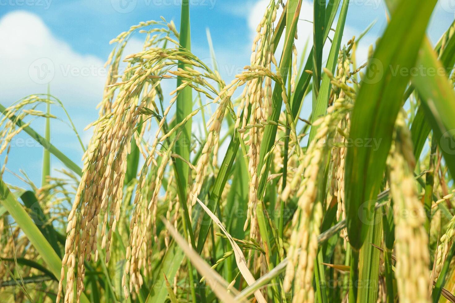 Rice fields that have turned yellow and are ready to be harvested photo