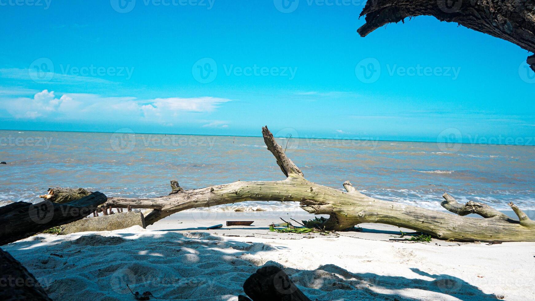 View of the shoreline on a clear day, blue sky and a dead dry wood tree photo