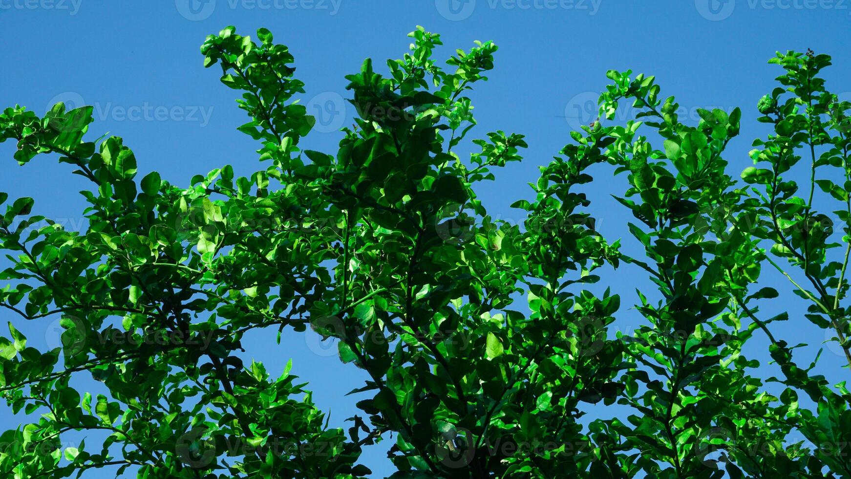 Kaffir lime trees and their thick, lush leaves against the clear sky in summer photo