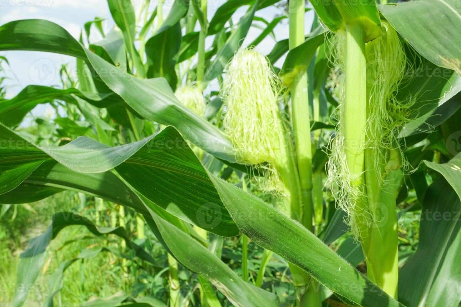 View of corn plants still growing in a field photo