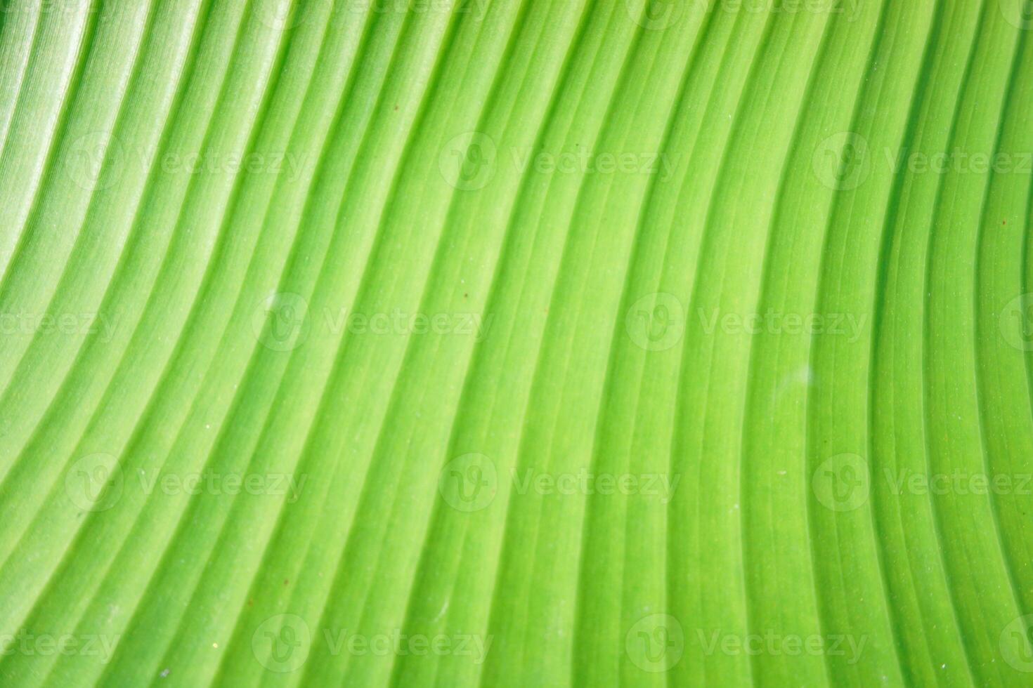 Green banana leaves are a natural and beautiful background photo