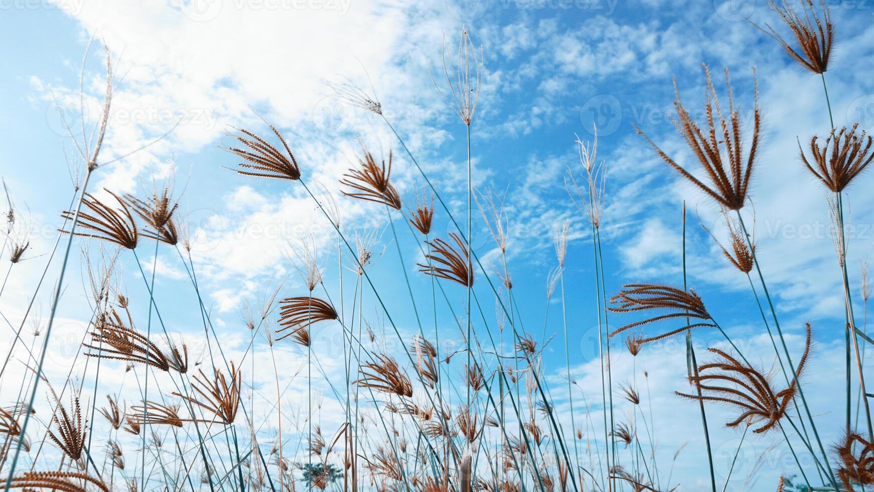 The wind blows around the wild grass against the backdrop of a clear sky during the day photo