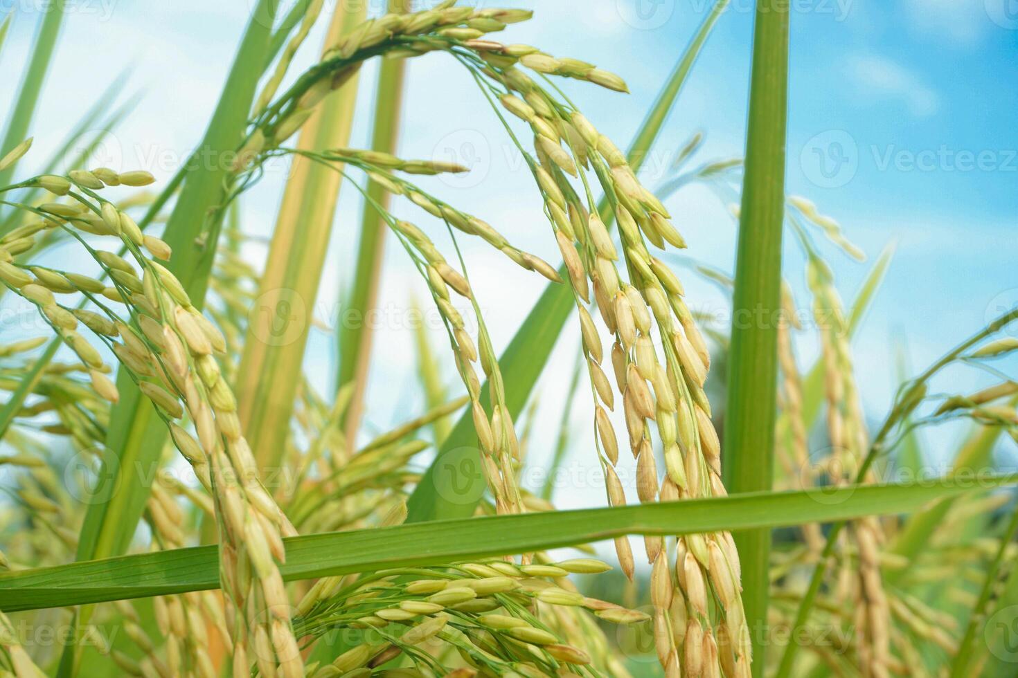 Rice fields that have turned yellow and are ready to be harvested photo