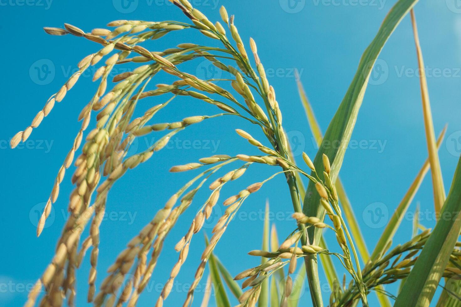 Rice fields that have turned yellow and are ready to be harvested photo