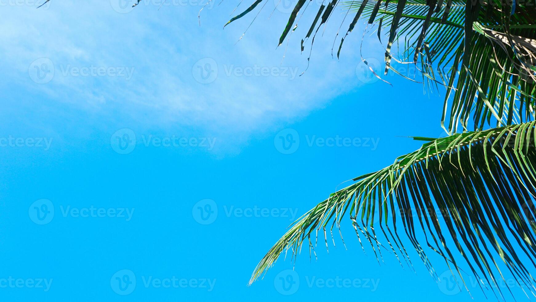A minimalist and simple image that shows blue skies, trees with a typical calm atmosphere on the beach photo