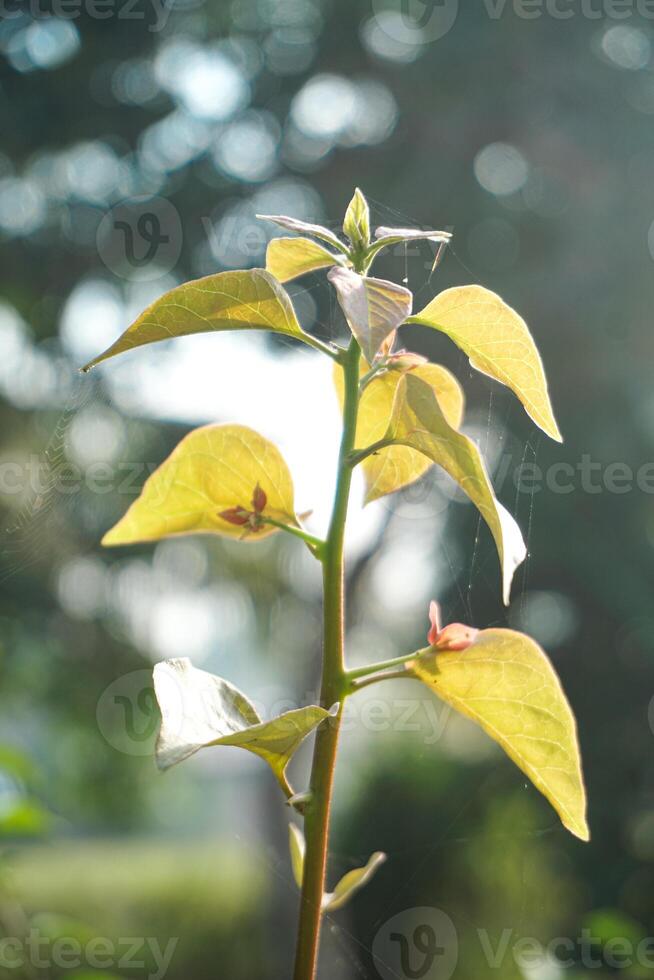 The leaves and shoots of the bougainvillea ornamental plant are exposed to soft morning sunlight photo