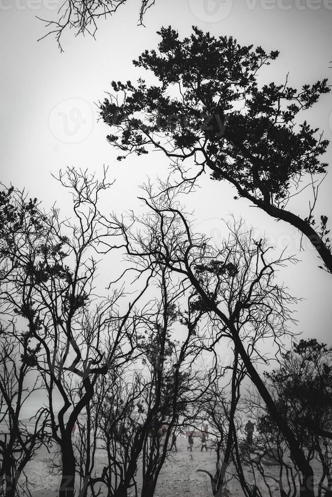 White Crater Forest, West Java photo