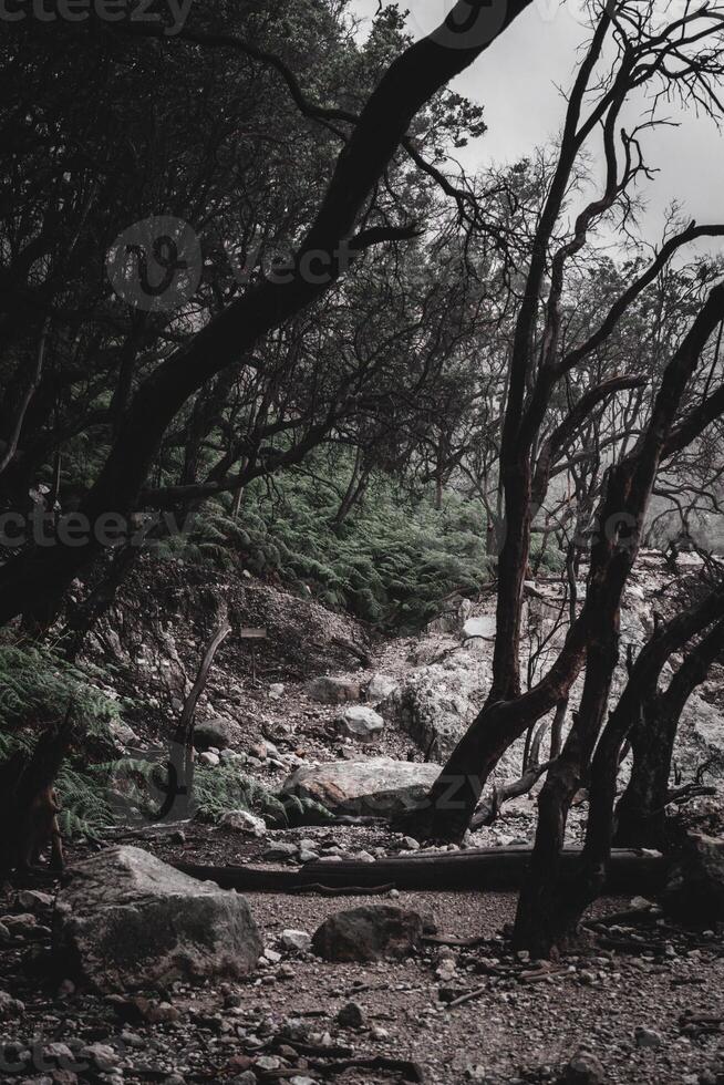 White Crater Forest, West Java photo