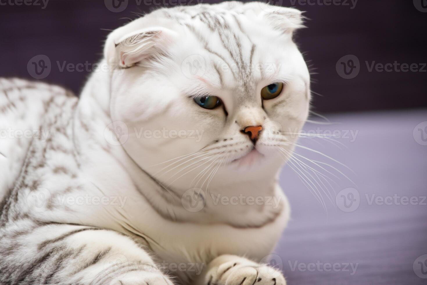 Exploring the Allure of a Beautiful Scottish Fold Cat, where Whiskered Elegance and Playful Charm Unite in a Mesmerizing Portrait of Cuddly Delight photo