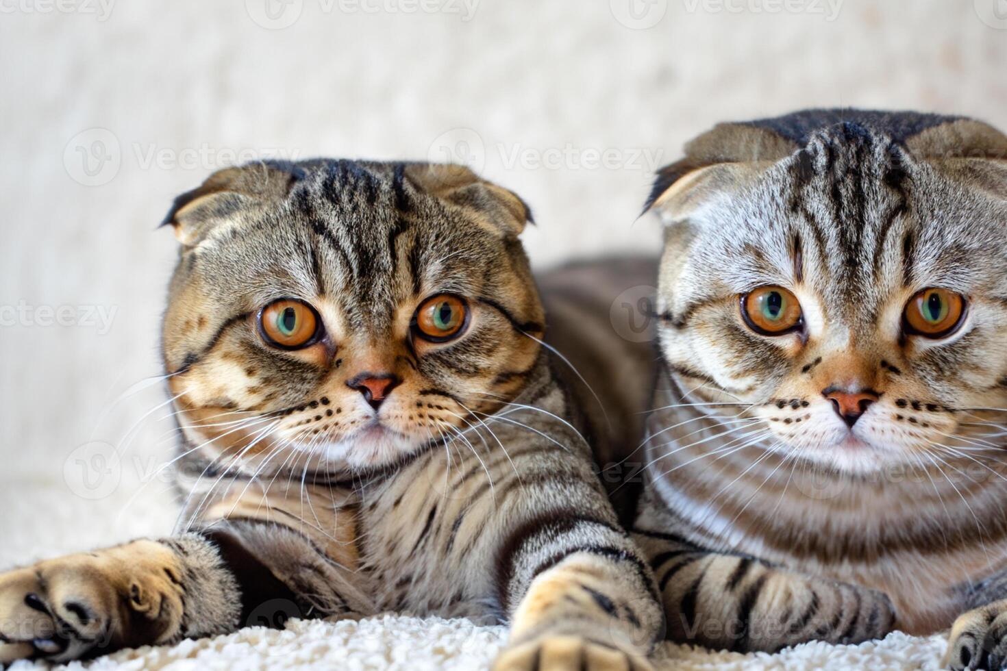Exploring the Allure of a Beautiful Scottish Fold Cat, where Whiskered Elegance and Playful Charm Unite in a Mesmerizing Portrait of Cuddly Delight photo