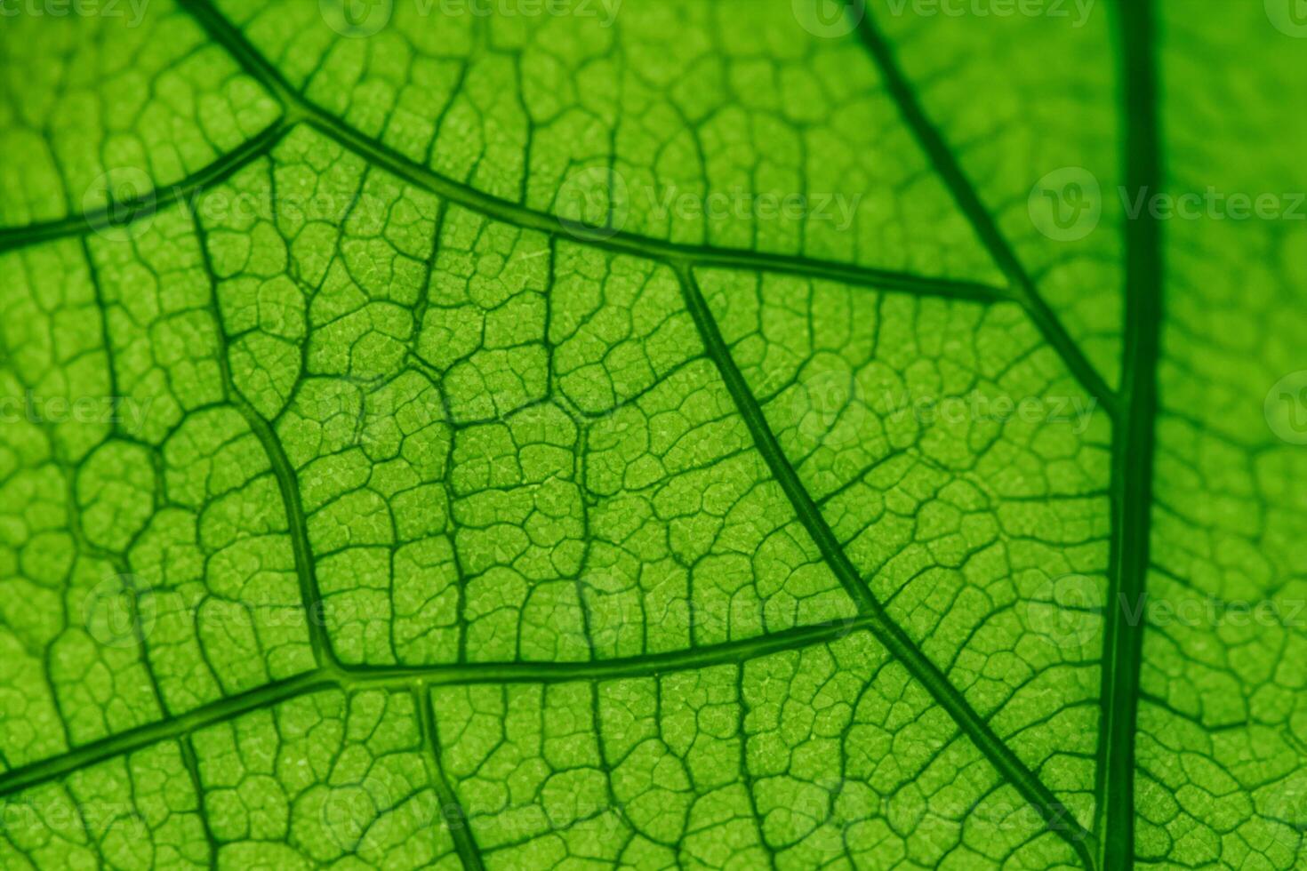 Exploring the Sublime Beauty of a Beautiful Macro Leaf, Where Intricate Veins and Vivid Textures Unfold, Creating an Enchanting Microcosm of Nature's Delicate Artistry photo