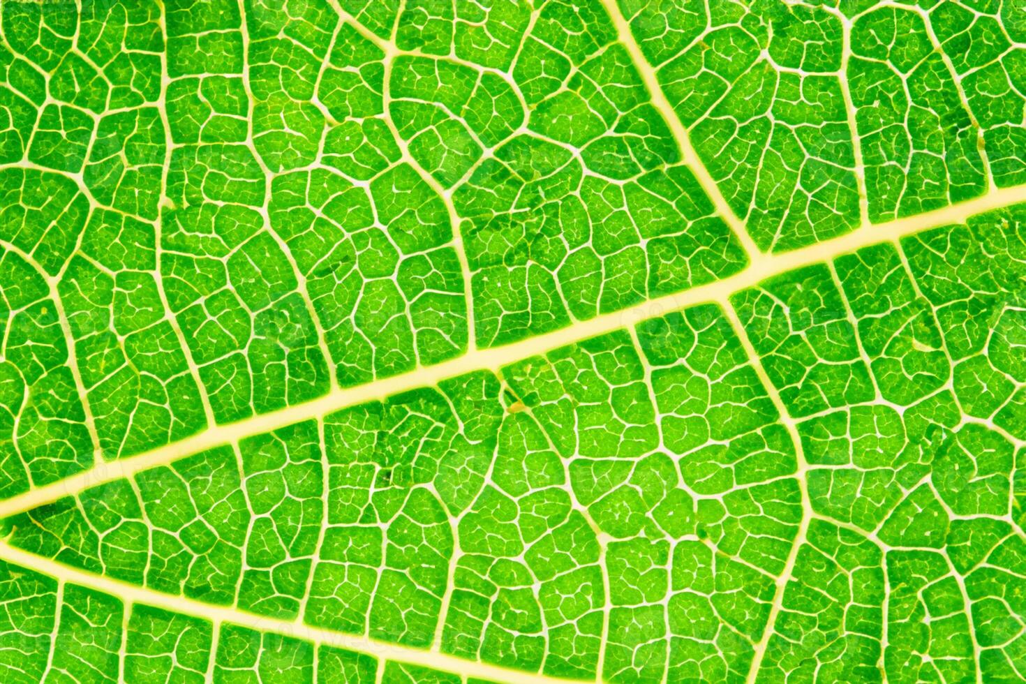 Exploring the Sublime Beauty of a Beautiful Macro Leaf, Where Intricate Veins and Vivid Textures Unfold, Creating an Enchanting Microcosm of Nature's Delicate Artistry photo