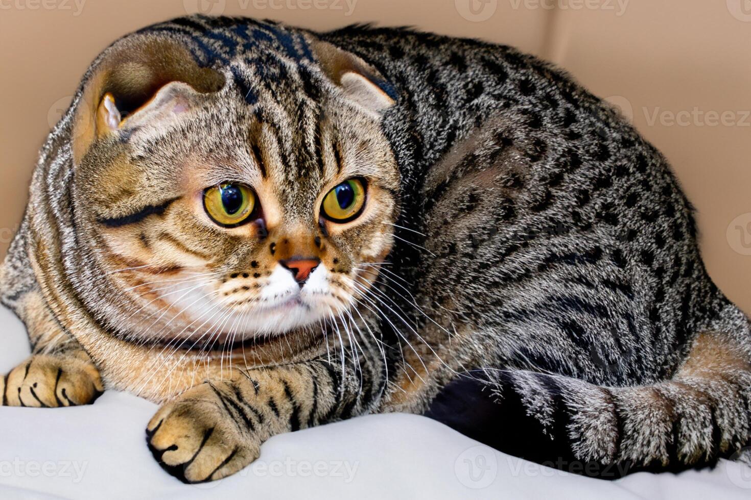 Embracing the Beauty of a Beautiful Cute Whiskered Charm Scottish Fold, Where Playful Elegance and Endearing Whiskers Combine in a Captivating Portrait of Feline Delight, Bringing Joy to Every Heart photo