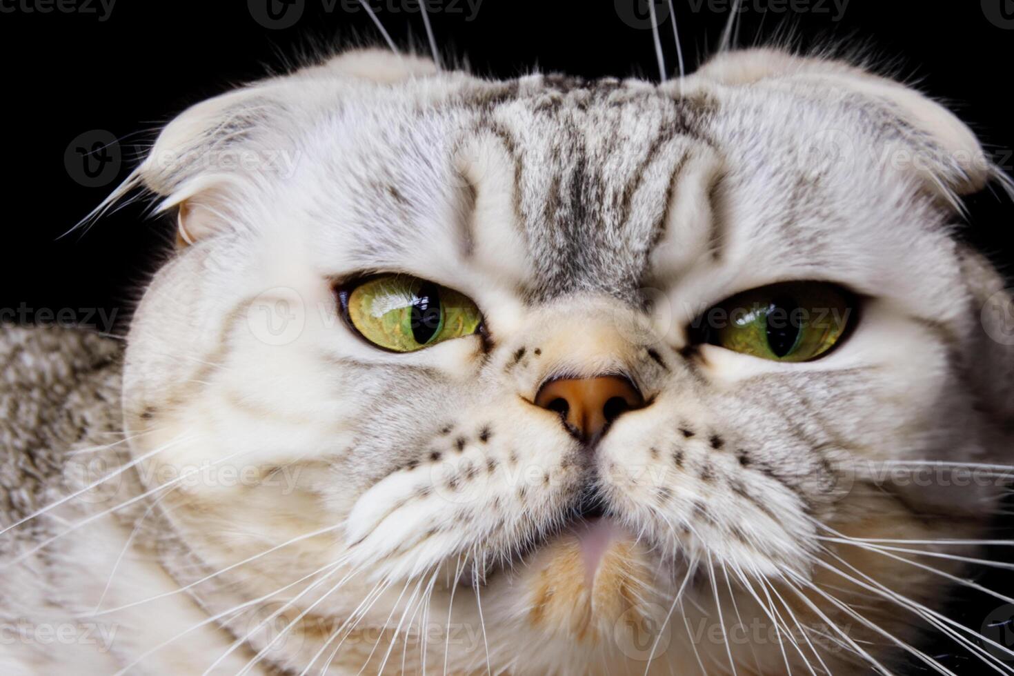 Exploring the Allure of a Beautiful Scottish Fold Cat, where Whiskered Elegance and Playful Charm Unite in a Mesmerizing Portrait of Cuddly Delight photo