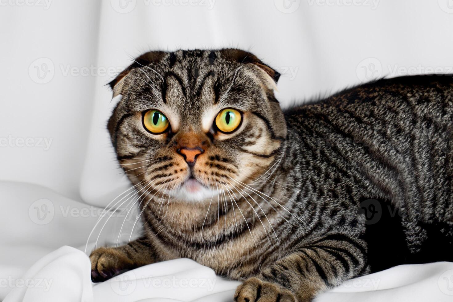 Embracing the Beauty of a Beautiful Cute Whiskered Charm Scottish Fold, Where Playful Elegance and Endearing Whiskers Combine in a Captivating Portrait of Feline Delight, Bringing Joy to Every Heart photo