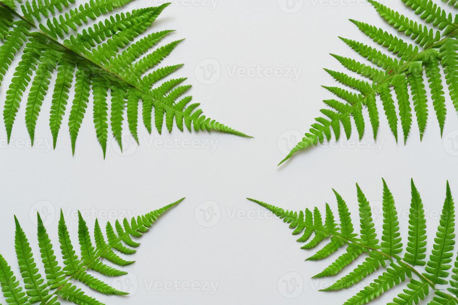 Embarking on a Journey Through the Intricate Beauty of Beautiful Fern Leaves, as Lush Green Fronds Unfold in Nature's Dance, Creating an Exquisite Tapestry of Botanical Elegance and Timeless Grace photo