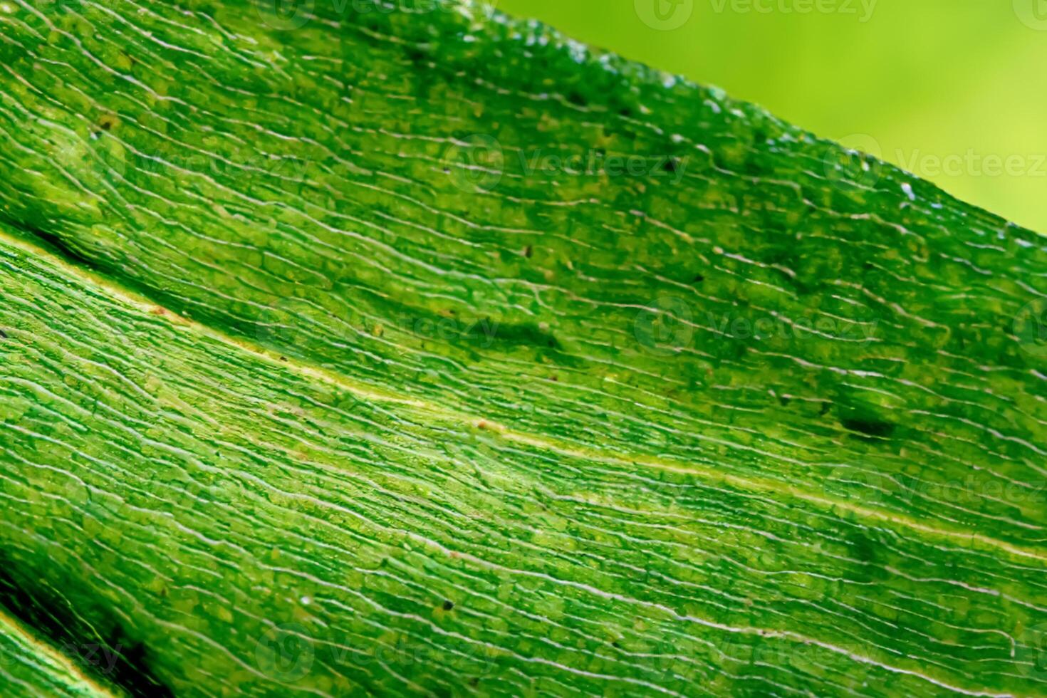 Unveiling Nature's Splendor in Every Delicate Vein, a Kaleidoscope of Beauty Adorns this Close-Up Elegance, where Greenery Becomes an Intricate Tapestry of Life photo