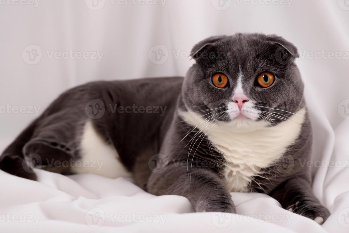 Embracing the Beauty of a Beautiful Cute Whiskered Charm Scottish Fold, Where Playful Elegance and Endearing Whiskers Combine in a Captivating Portrait of Feline Delight, Bringing Joy to Every Heart photo