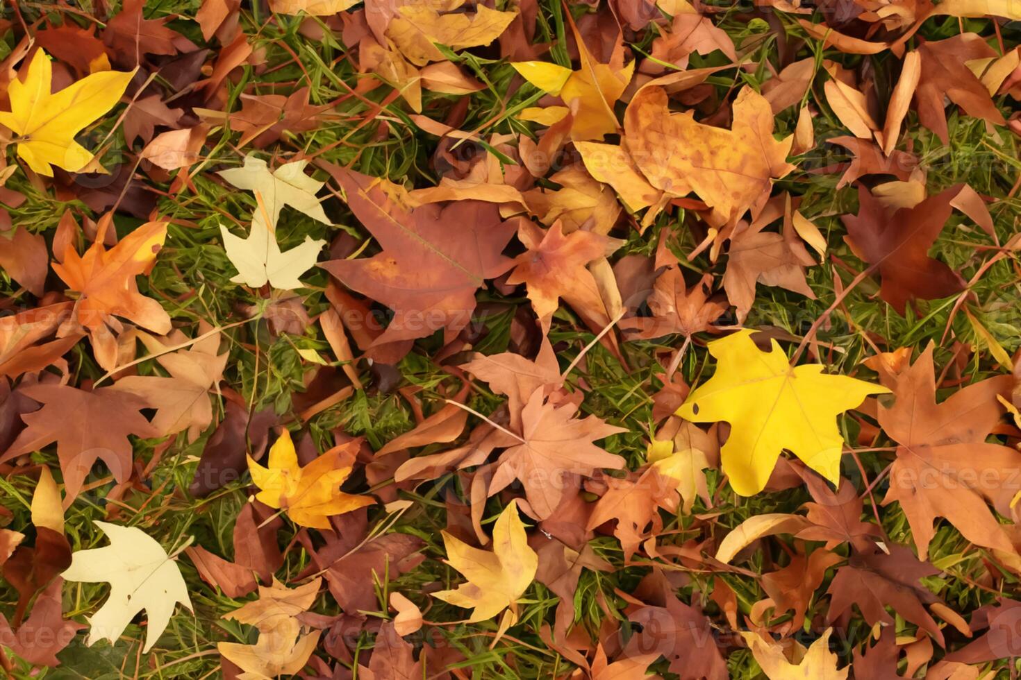 A Captivating Glimpse into the Beauty of Nature's Leaves, Where Each Vein Tells a Story of Life, Creating a Tranquil Canvas of Botanical Splendor and Green Elegance photo