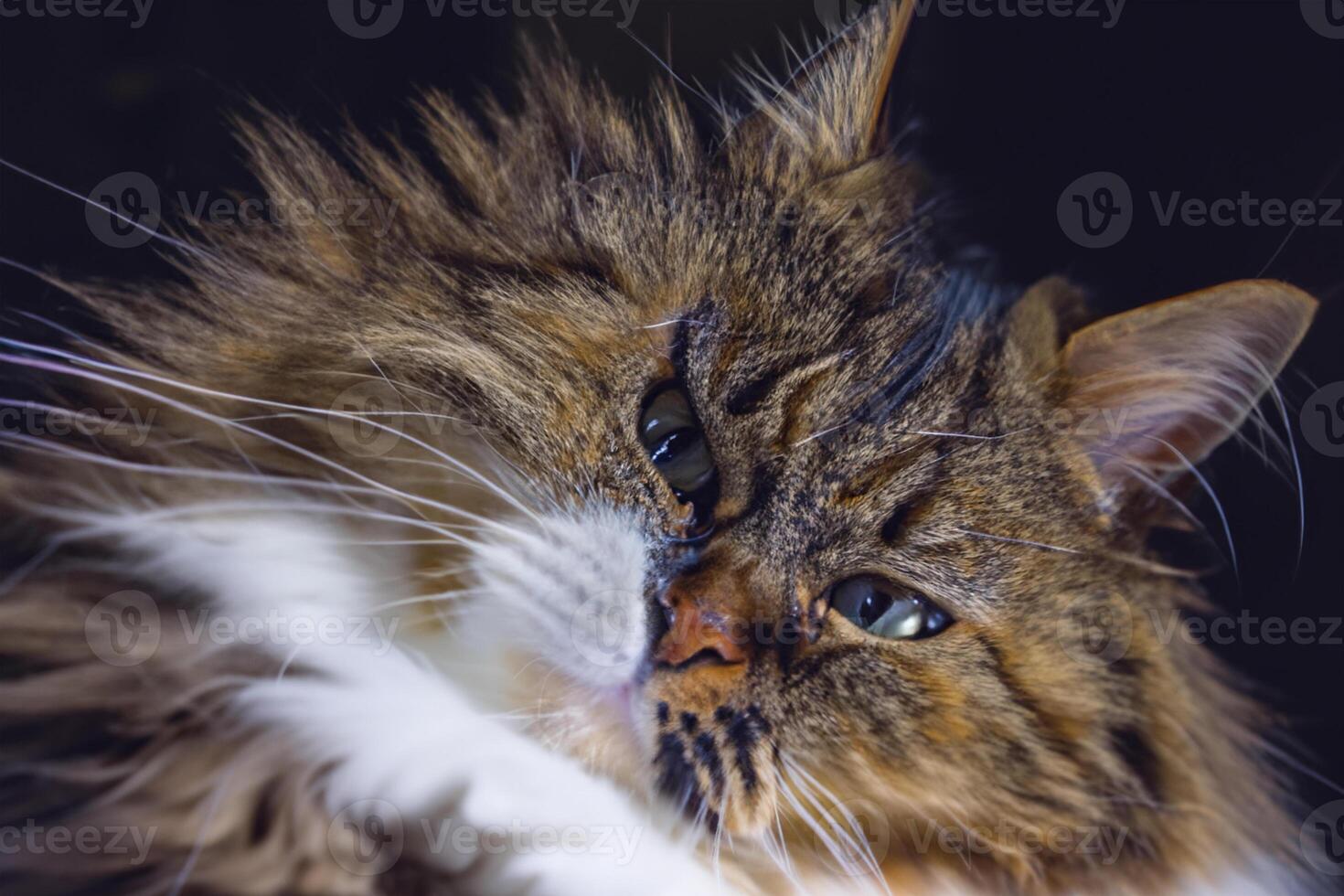 Exploring the Allure of a Beautiful Scottish Fold Cat, where Whiskered Elegance and Playful Charm Unite in a Mesmerizing Portrait of Cuddly Delight photo