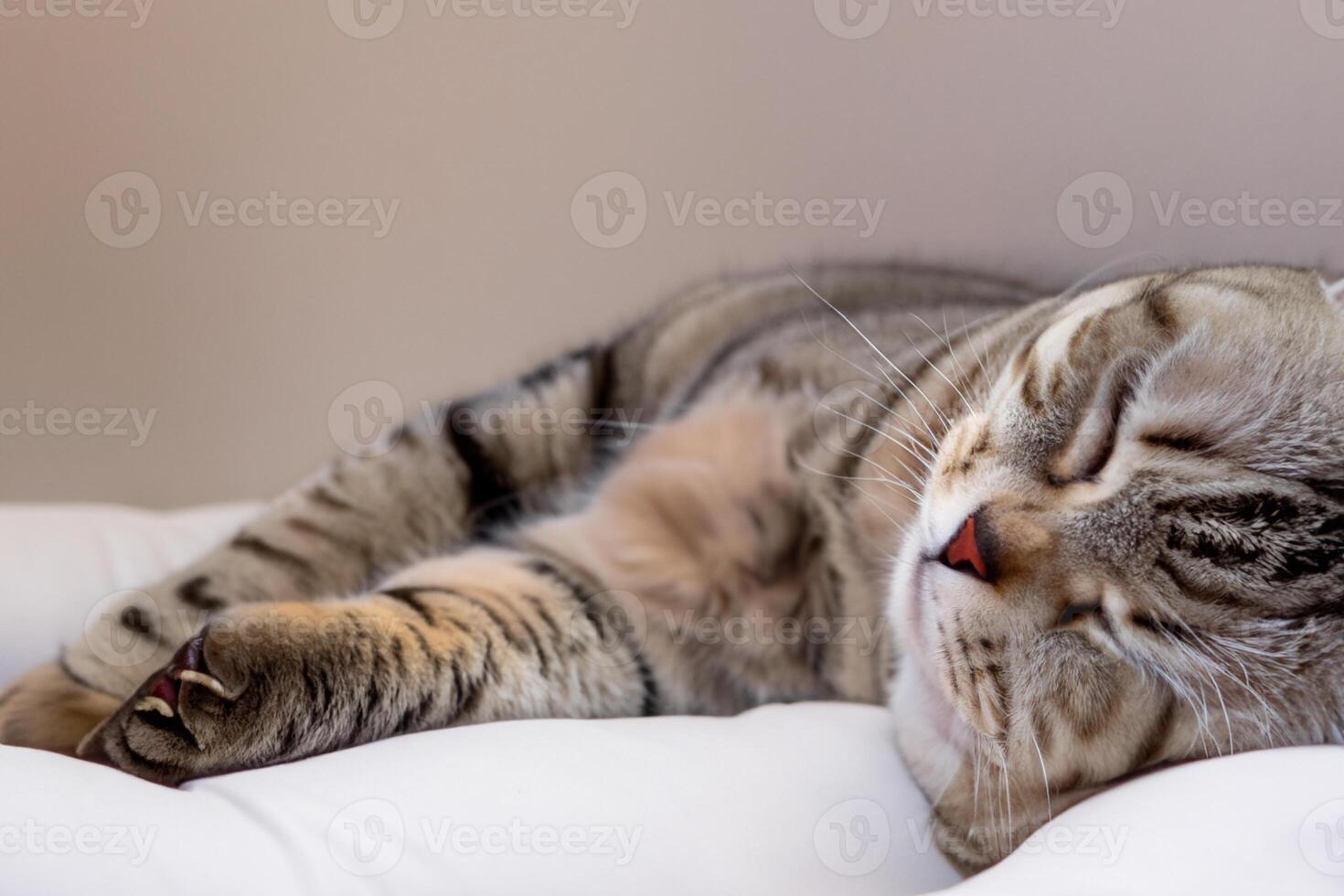 Embracing the Beauty of a Beautiful Cute Whiskered Charm Scottish Fold, Where Playful Elegance and Endearing Whiskers Combine in a Captivating Portrait of Feline Delight, Bringing Joy to Every Heart photo