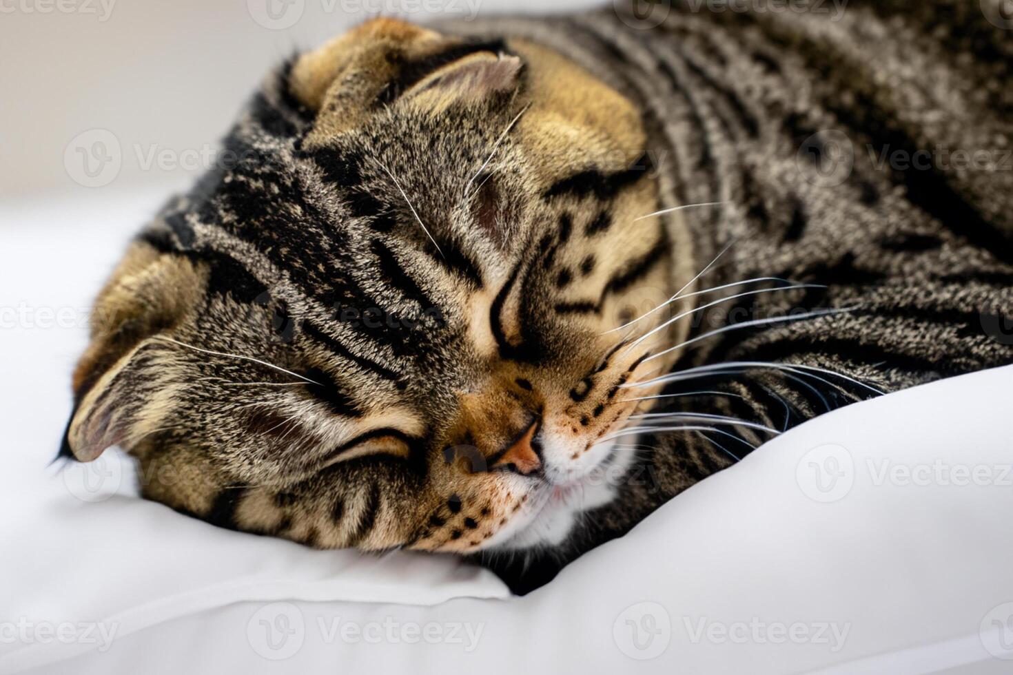 Embracing the Beauty of a Beautiful Cute Whiskered Charm Scottish Fold, Where Playful Elegance and Endearing Whiskers Combine in a Captivating Portrait of Feline Delight, Bringing Joy to Every Heart photo