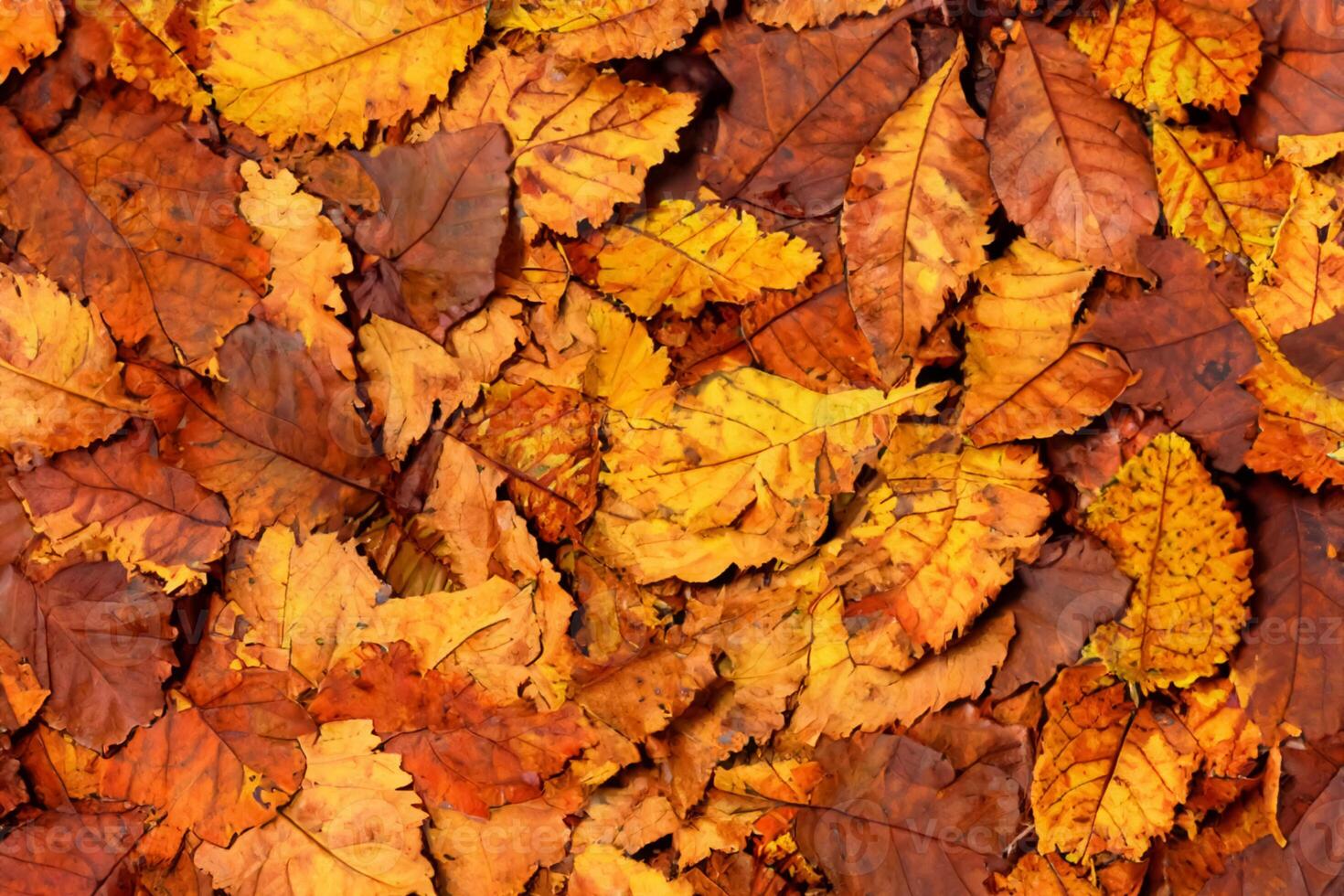 A Captivating Glimpse into the Beauty of Nature's Leaves, Where Each Vein Tells a Story of Life, Creating a Tranquil Canvas of Botanical Splendor and Green Elegance photo