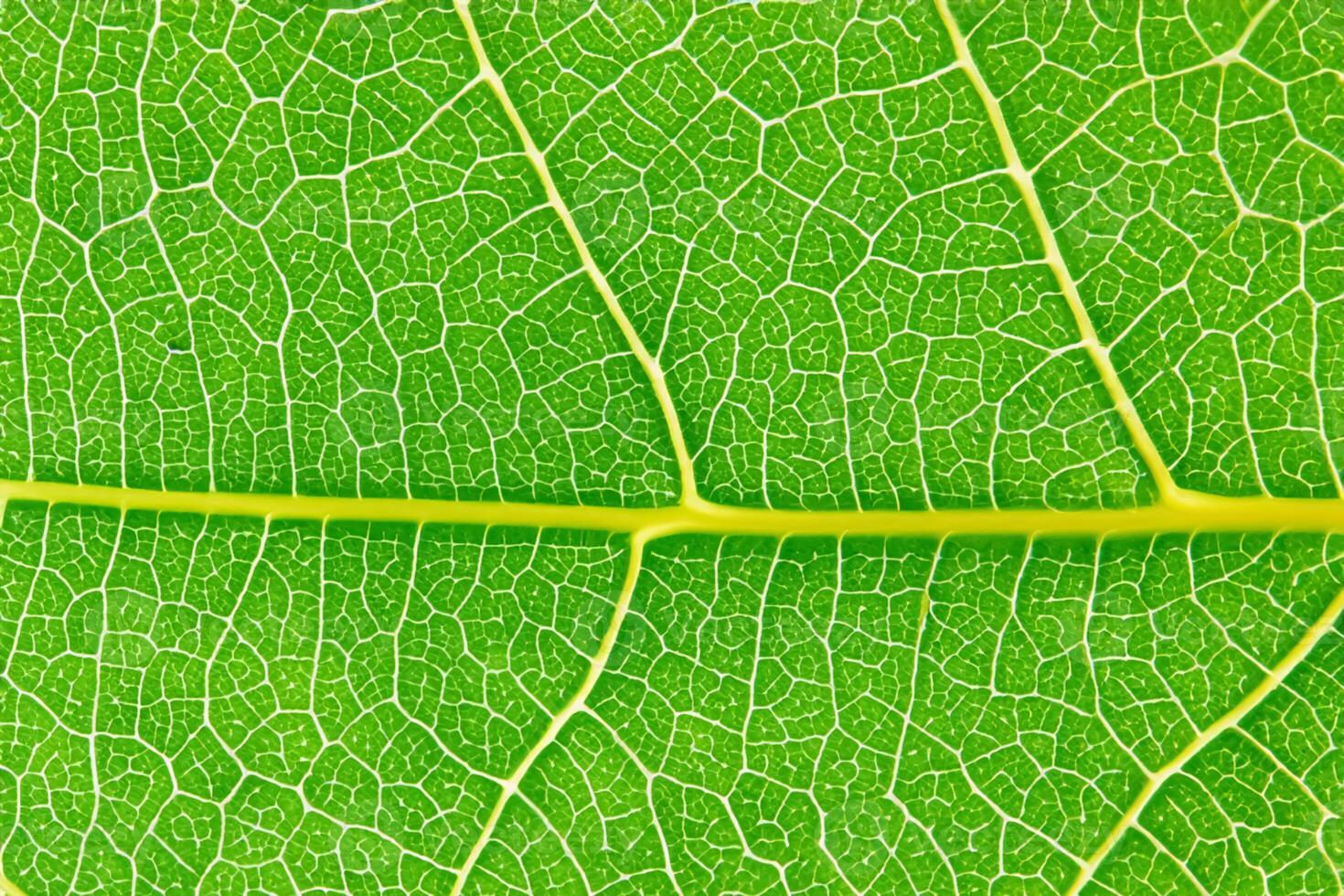 Unveiling Nature's Splendor in Every Delicate Vein, a Kaleidoscope of Beauty Adorns this Close-Up Elegance, where Greenery Becomes an Intricate Tapestry of Life photo