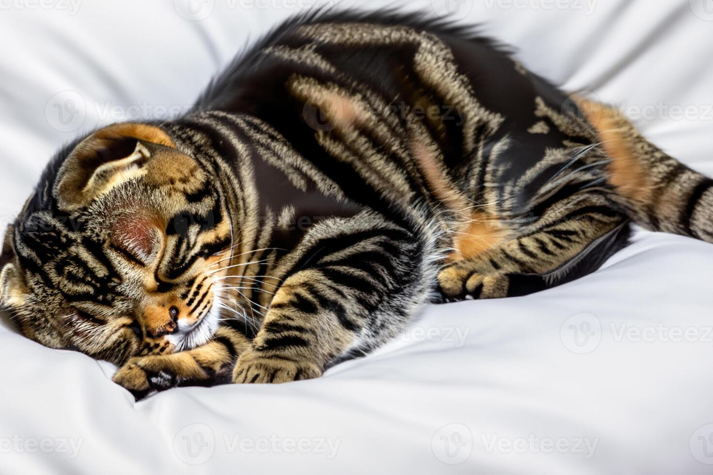 Embracing the Beauty of a Beautiful Cute Whiskered Charm Scottish Fold, Where Playful Elegance and Endearing Whiskers Combine in a Captivating Portrait of Feline Delight, Bringing Joy to Every Heart photo