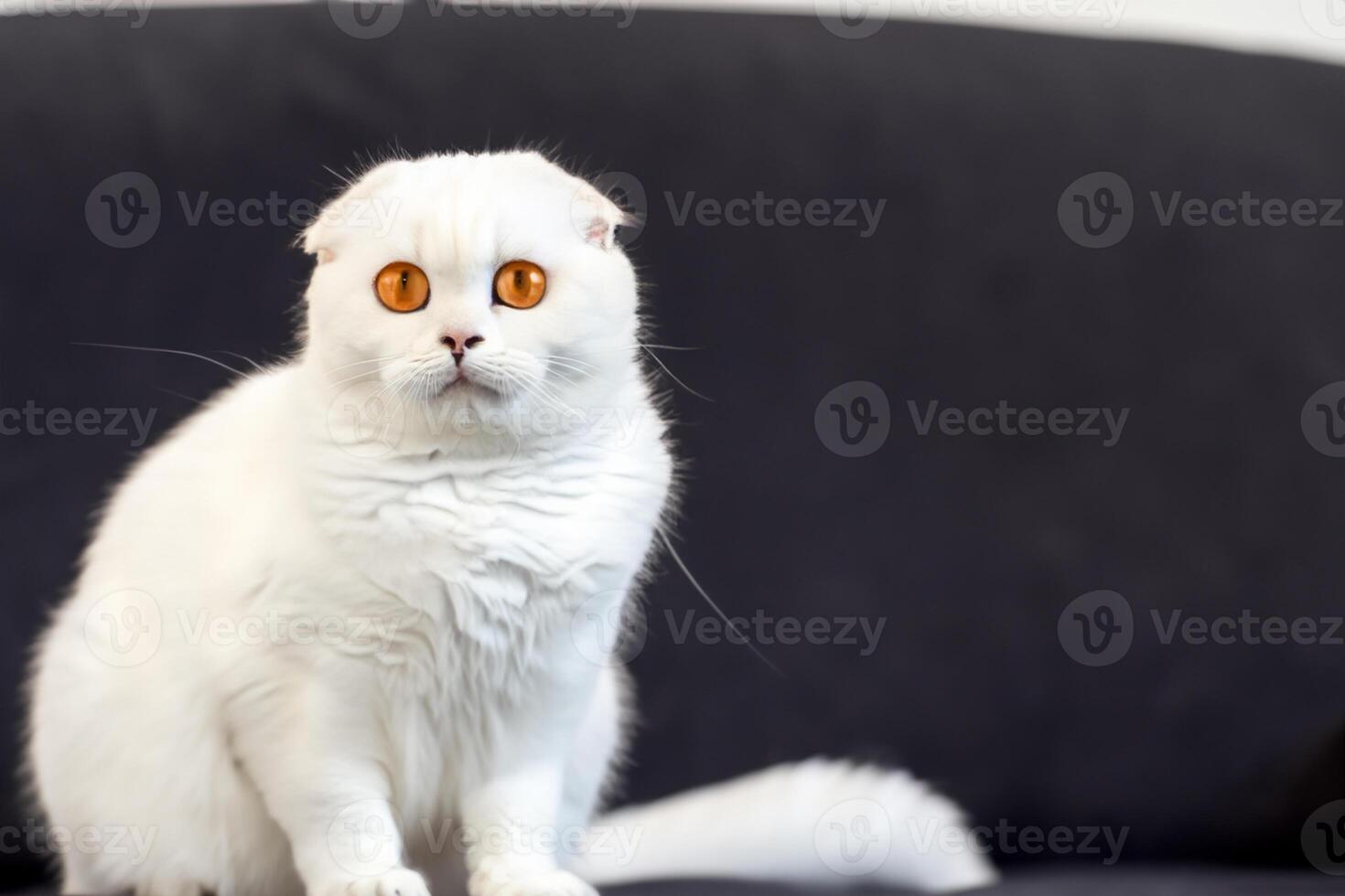 Exploring the Allure of a Beautiful Scottish Fold Cat, where Whiskered Elegance and Playful Charm Unite in a Mesmerizing Portrait of Cuddly Delight photo