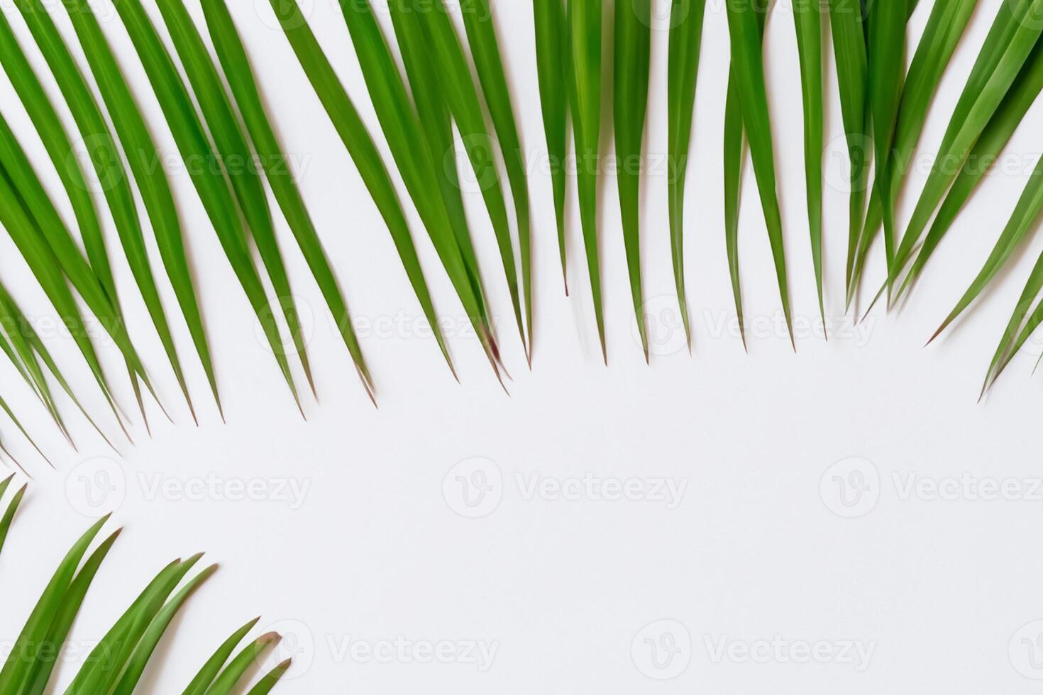 jolgorio en el tropical esplendor de hermosa palma hojas, dónde besado por el Sol frondas influencia en de la naturaleza ritmo, elaboración un asombroso tapiz de exótico elegancia y interminable tranquilidad foto