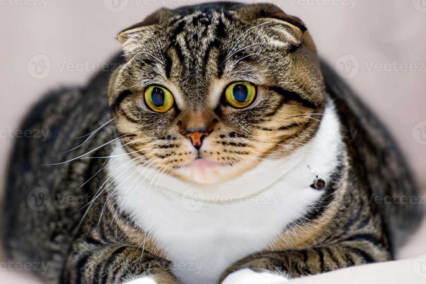 Embracing the Beauty of a Beautiful Cute Whiskered Charm Scottish Fold, Where Playful Elegance and Endearing Whiskers Combine in a Captivating Portrait of Feline Delight, Bringing Joy to Every Heart photo