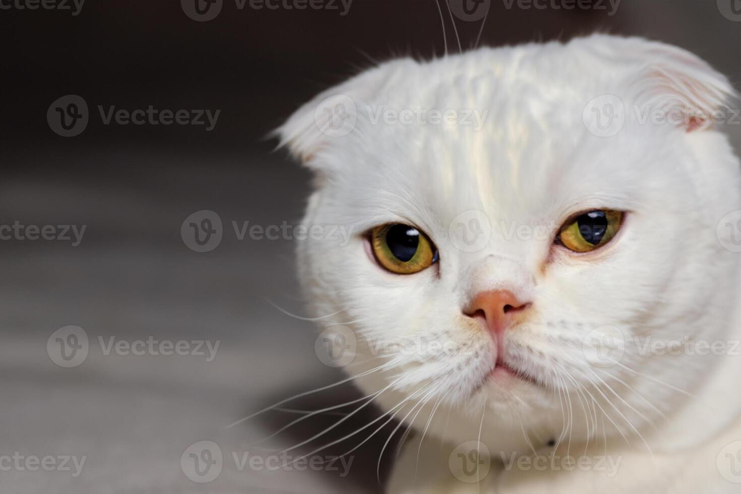 Exploring the Allure of a Beautiful Scottish Fold Cat, where Whiskered Elegance and Playful Charm Unite in a Mesmerizing Portrait of Cuddly Delight photo