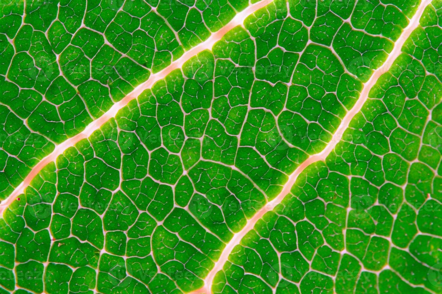 Exploring the Sublime Beauty of a Beautiful Macro Leaf, Where Intricate Veins and Vivid Textures Unfold, Creating an Enchanting Microcosm of Nature's Delicate Artistry photo