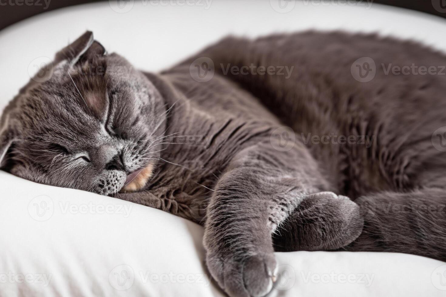 Embracing the Beauty of a Beautiful Cute Whiskered Charm Scottish Fold, Where Playful Elegance and Endearing Whiskers Combine in a Captivating Portrait of Feline Delight, Bringing Joy to Every Heart photo