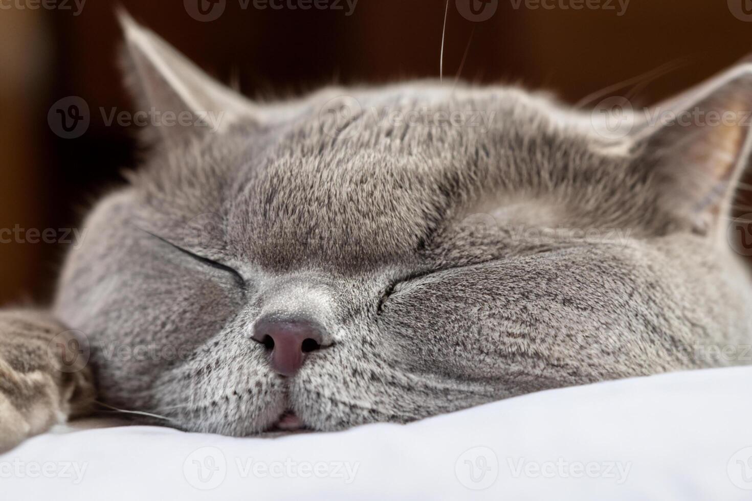 Embracing the Beauty of a Beautiful Cute Whiskered Charm Scottish Fold, Where Playful Elegance and Endearing Whiskers Combine in a Captivating Portrait of Feline Delight, Bringing Joy to Every Heart photo