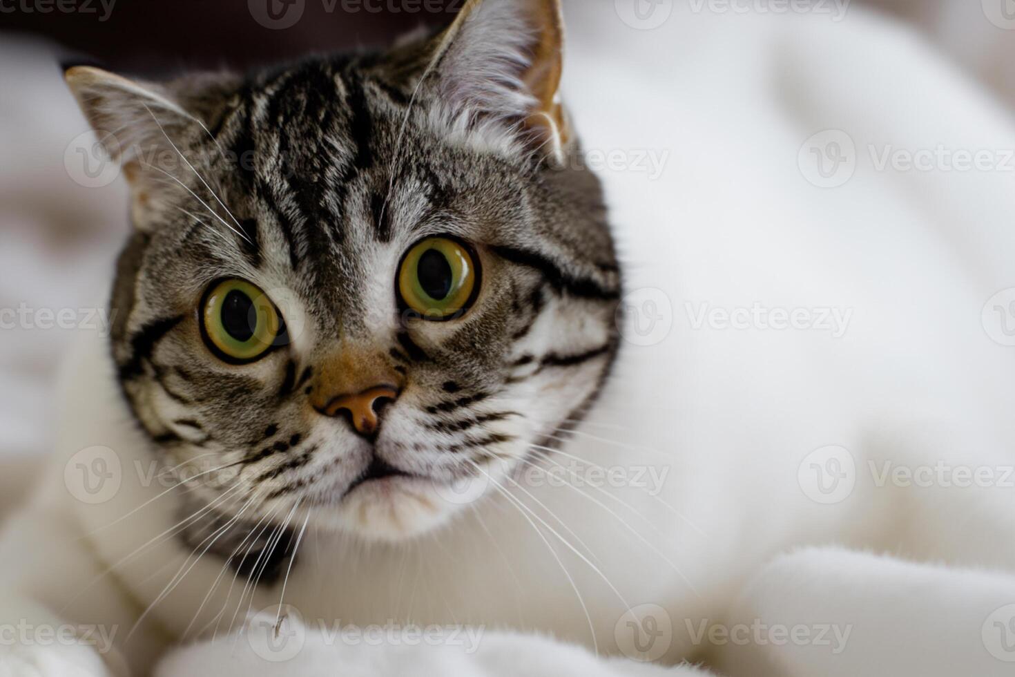 Exploring the Allure of a Beautiful Scottish Fold Cat, where Whiskered Elegance and Playful Charm Unite in a Mesmerizing Portrait of Cuddly Delight photo