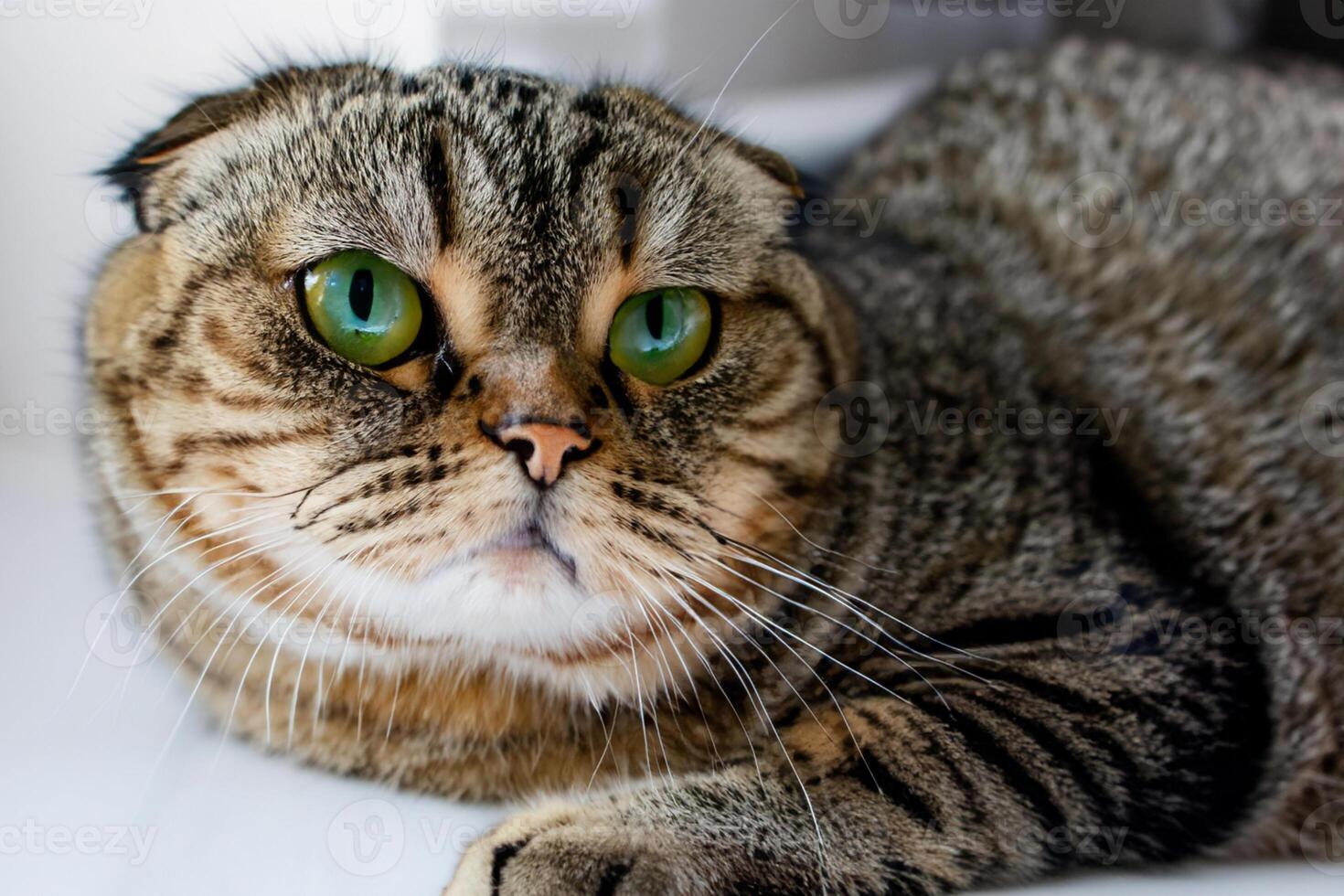 Exploring the Allure of a Beautiful Scottish Fold Cat, where Whiskered Elegance and Playful Charm Unite in a Mesmerizing Portrait of Cuddly Delight photo