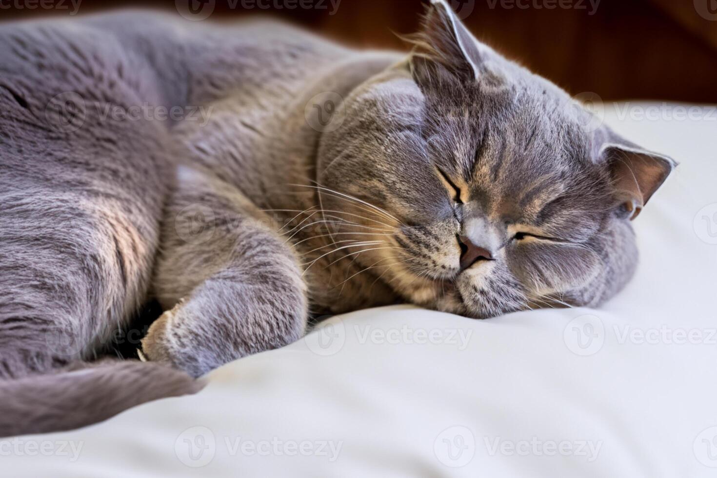 Embracing the Beauty of a Beautiful Cute Whiskered Charm Scottish Fold, Where Playful Elegance and Endearing Whiskers Combine in a Captivating Portrait of Feline Delight, Bringing Joy to Every Heart photo