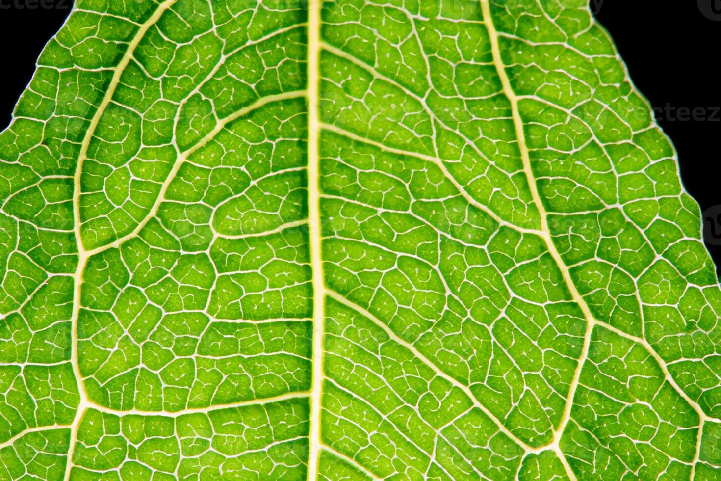 Exploring the Sublime Beauty of a Beautiful Macro Leaf, Where Intricate Veins and Vivid Textures Unfold, Creating an Enchanting Microcosm of Nature's Delicate Artistry photo