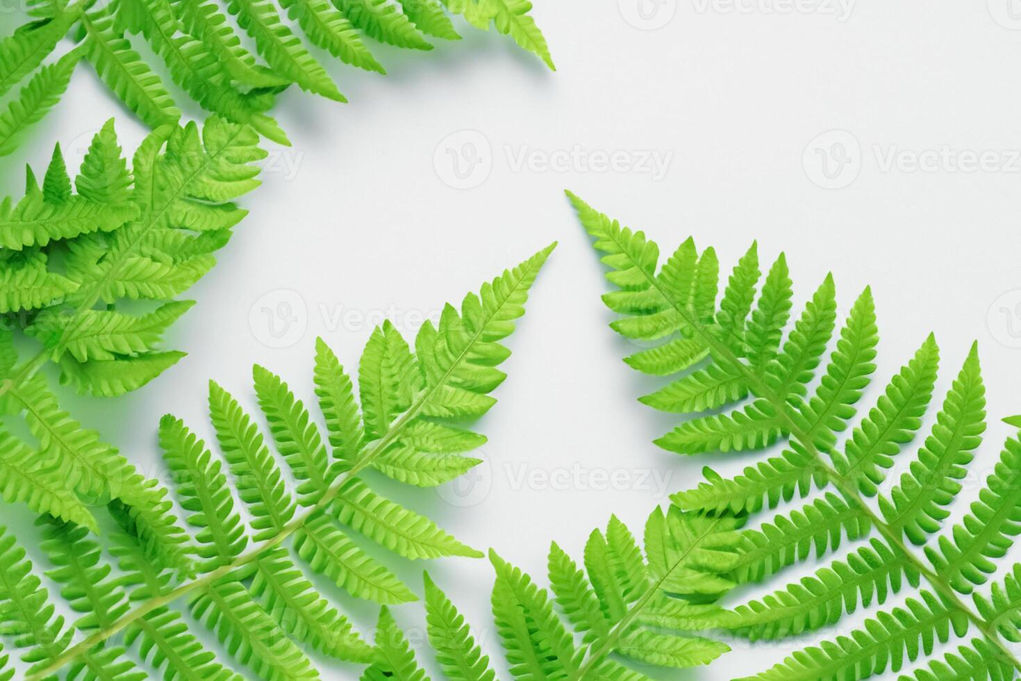 Embarking on a Journey Through the Intricate Beauty of Beautiful Fern Leaves, as Lush Green Fronds Unfold in Nature's Dance, Creating an Exquisite Tapestry of Botanical Elegance and Timeless Grace photo