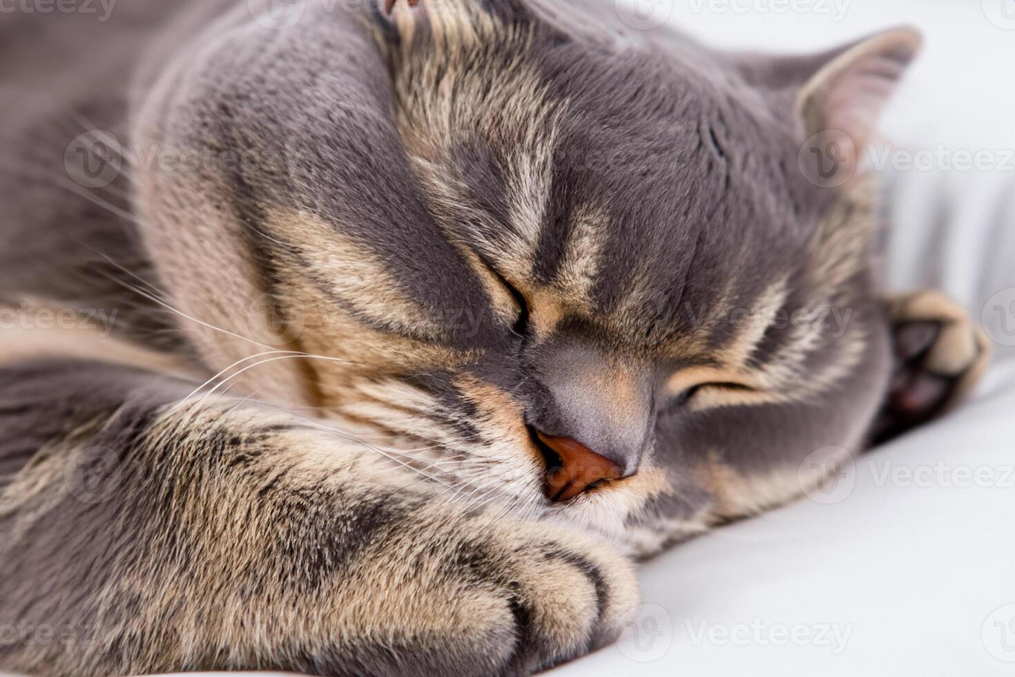 Embracing the Beauty of a Beautiful Cute Whiskered Charm Scottish Fold, Where Playful Elegance and Endearing Whiskers Combine in a Captivating Portrait of Feline Delight, Bringing Joy to Every Heart photo