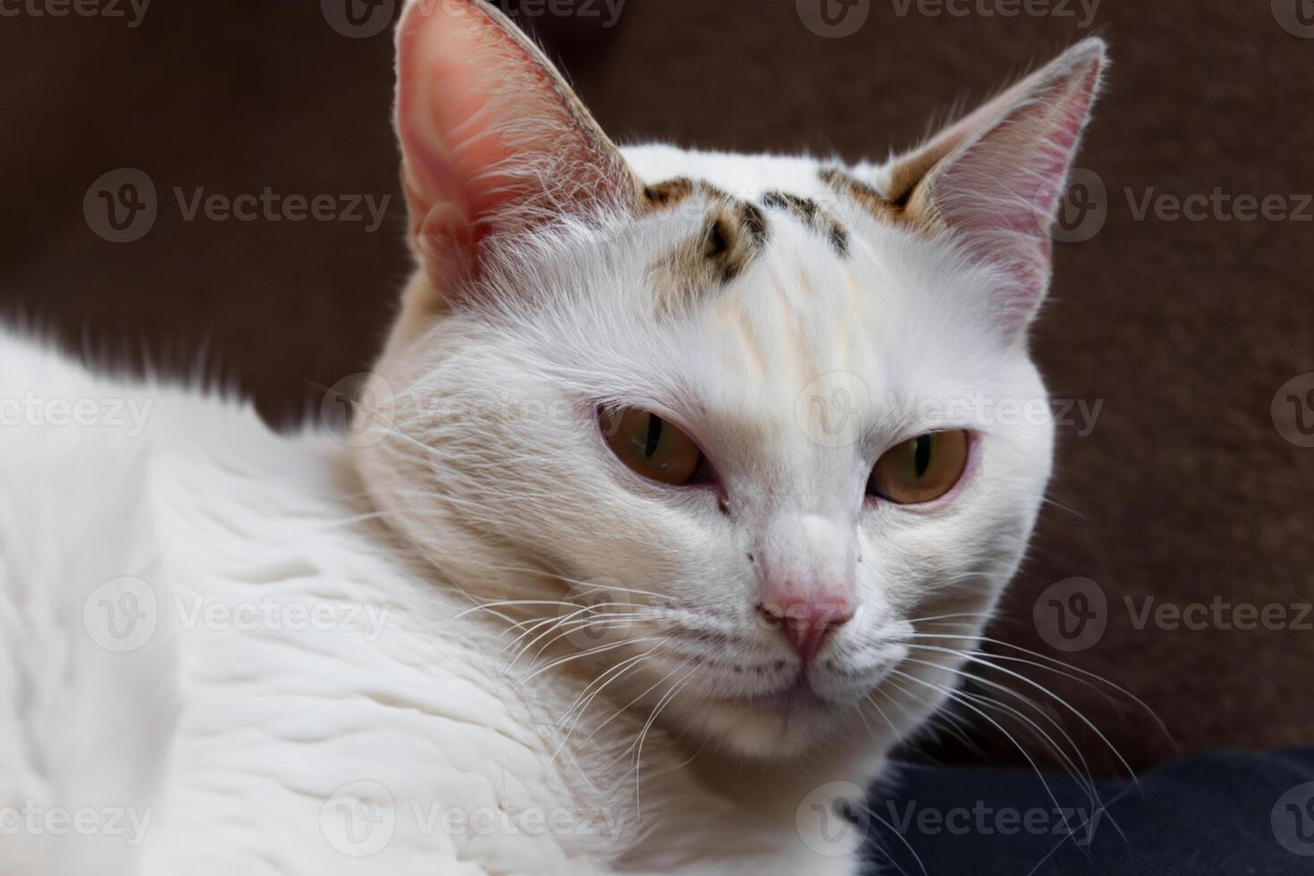 Exploring the Allure of a Beautiful Scottish Fold Cat, where Whiskered Elegance and Playful Charm Unite in a Mesmerizing Portrait of Cuddly Delight photo