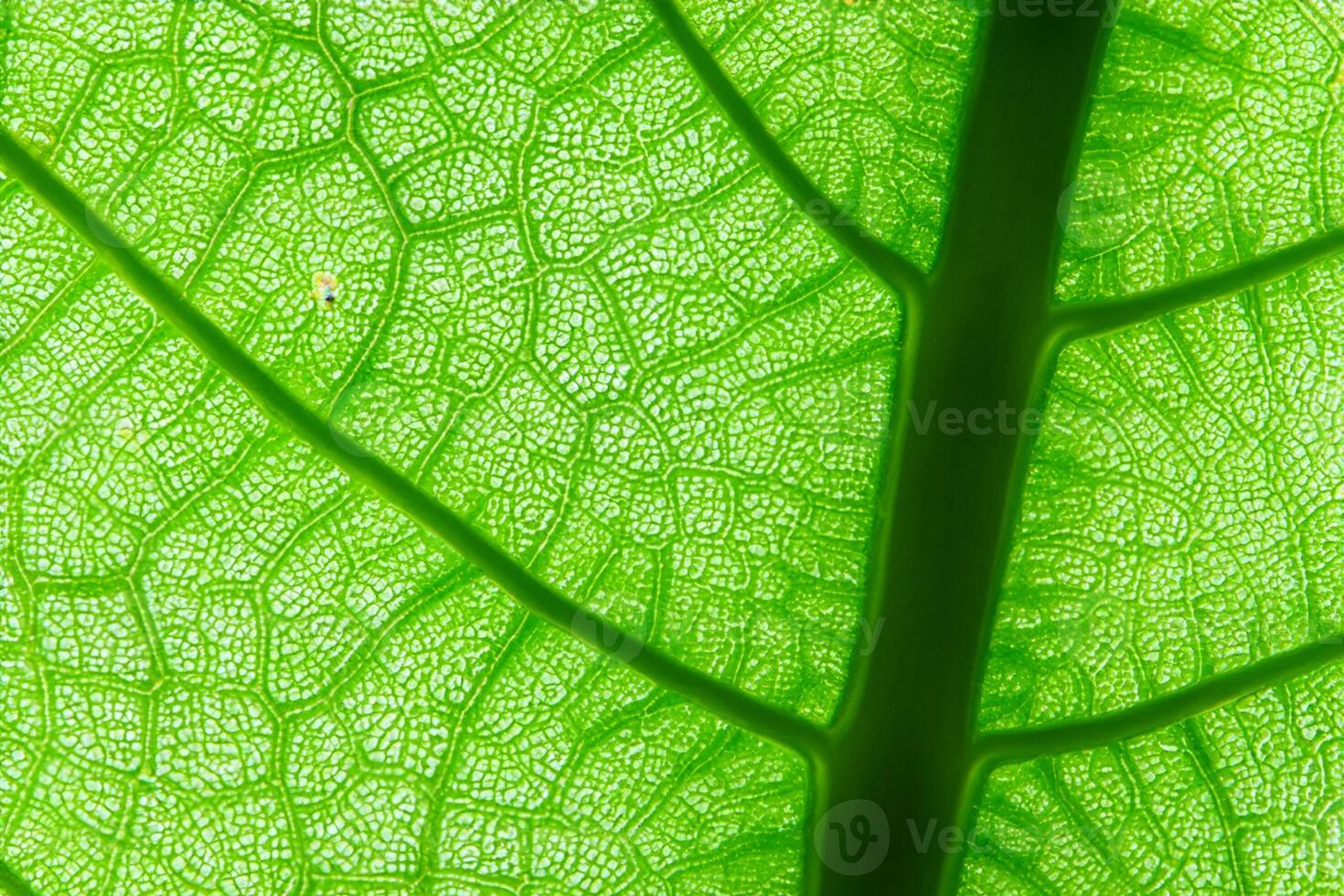 Exploring the Sublime Beauty of a Beautiful Macro Leaf, Where Intricate Veins and Vivid Textures Unfold, Creating an Enchanting Microcosm of Nature's Delicate Artistry photo