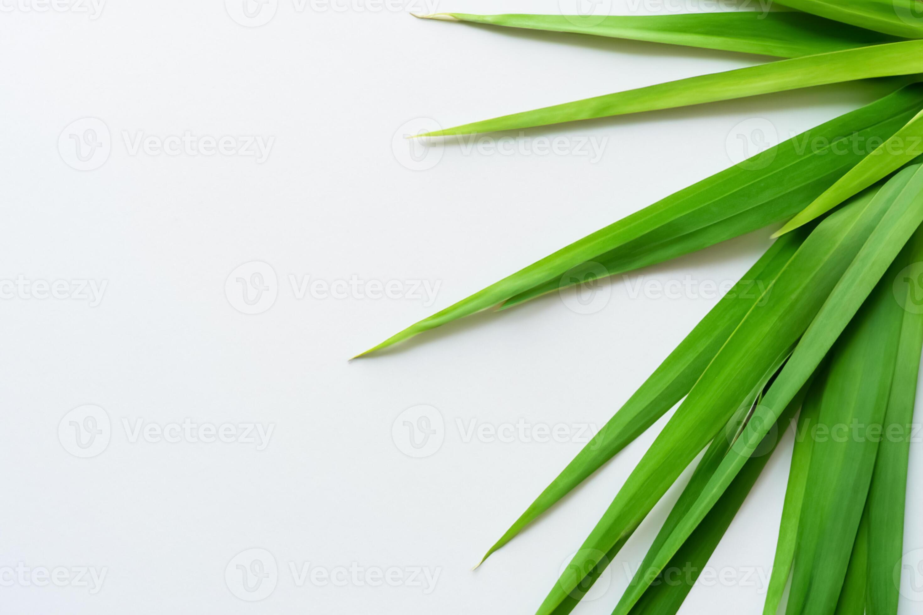 A Culinary Odyssey with the Beautiful Pandan Leaf, Infusing Delicate 