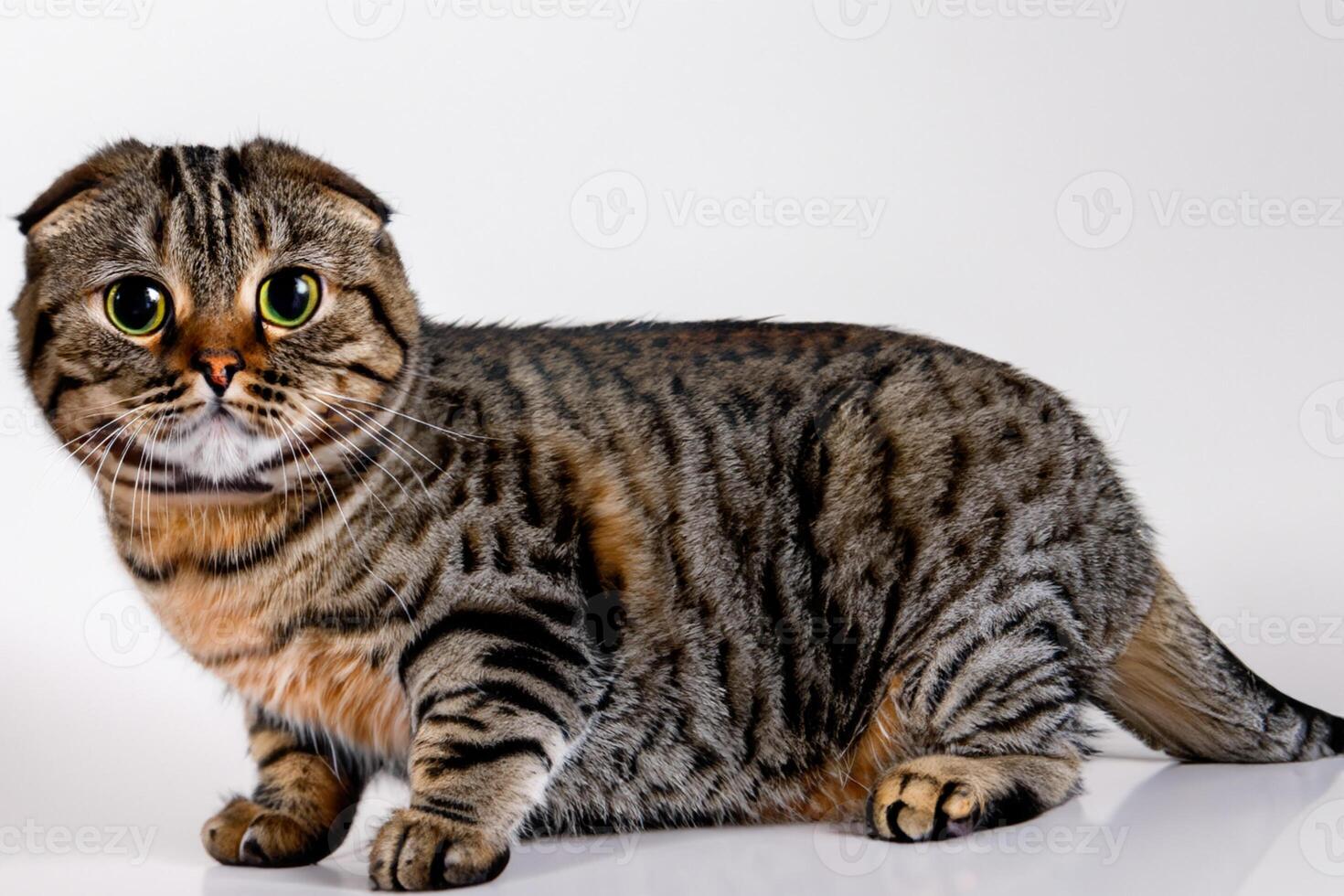 Exploring the Allure of a Beautiful Scottish Fold Cat, where Whiskered Elegance and Playful Charm Unite in a Mesmerizing Portrait of Cuddly Delight photo
