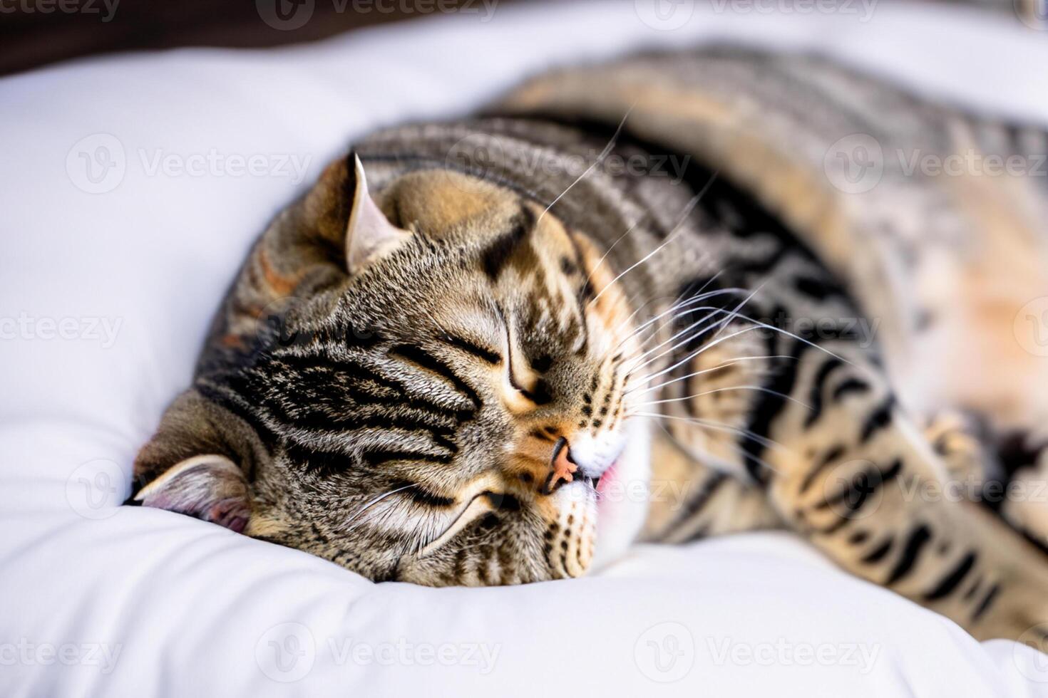 Embracing the Beauty of a Beautiful Cute Whiskered Charm Scottish Fold, Where Playful Elegance and Endearing Whiskers Combine in a Captivating Portrait of Feline Delight, Bringing Joy to Every Heart photo